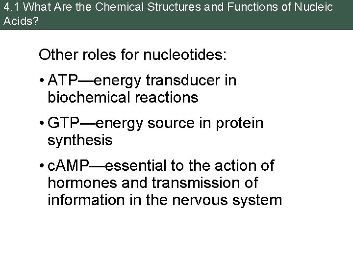 4. 1 What Are the Chemical Structures and Functions of Nucleic Acids? Other roles