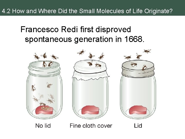 4. 2 How and Where Did the Small Molecules of Life Originate? Francesco Redi