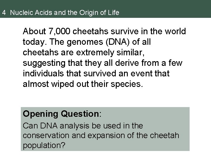 4 Nucleic Acids and the Origin of Life About 7, 000 cheetahs survive in