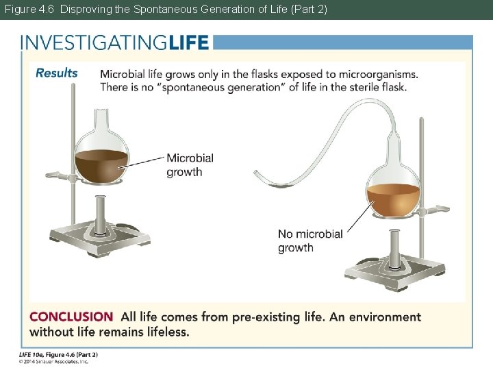 Figure 4. 6 Disproving the Spontaneous Generation of Life (Part 2) 