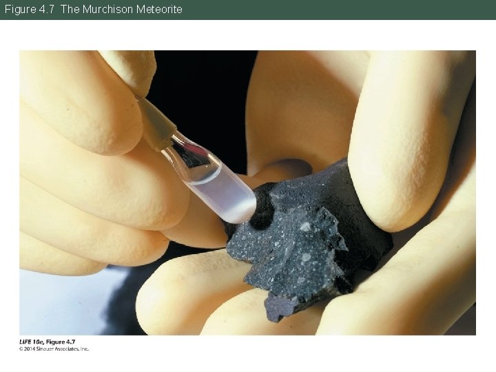 Figure 4. 7 The Murchison Meteorite 