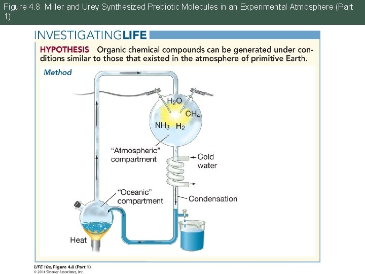 Figure 4. 8 Miller and Urey Synthesized Prebiotic Molecules in an Experimental Atmosphere (Part