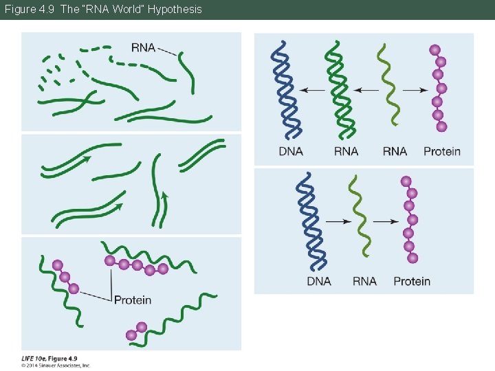 Figure 4. 9 The “RNA World” Hypothesis 