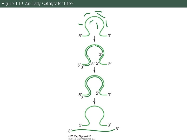 Figure 4. 10 An Early Catalyst for Life? 