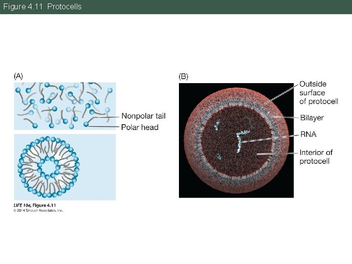 Figure 4. 11 Protocells 