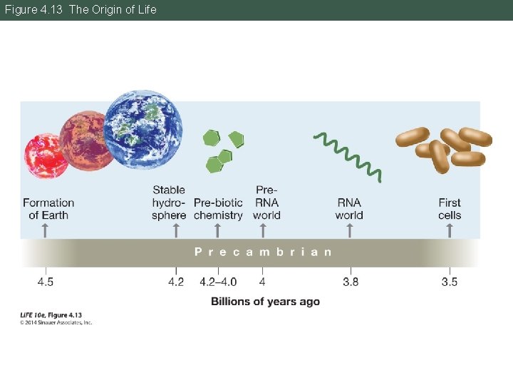 Figure 4. 13 The Origin of Life 