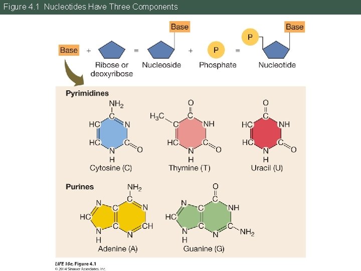 Figure 4. 1 Nucleotides Have Three Components 