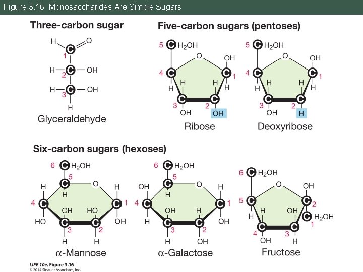 Figure 3. 16 Monosaccharides Are Simple Sugars 