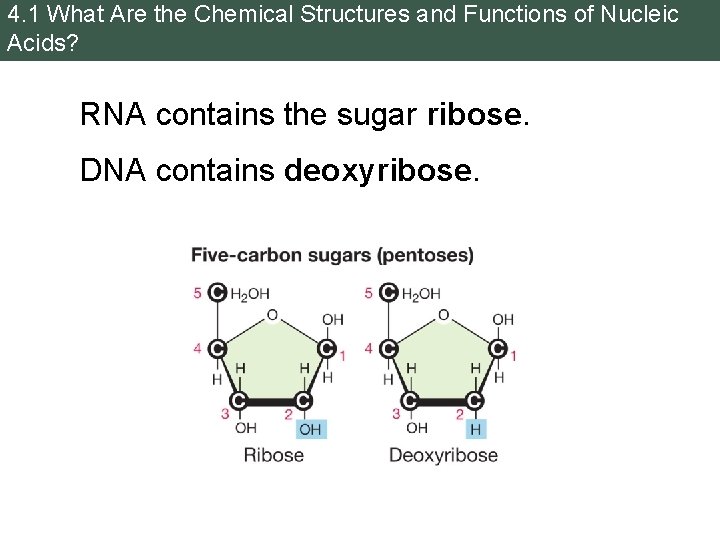 4. 1 What Are the Chemical Structures and Functions of Nucleic Acids? RNA contains