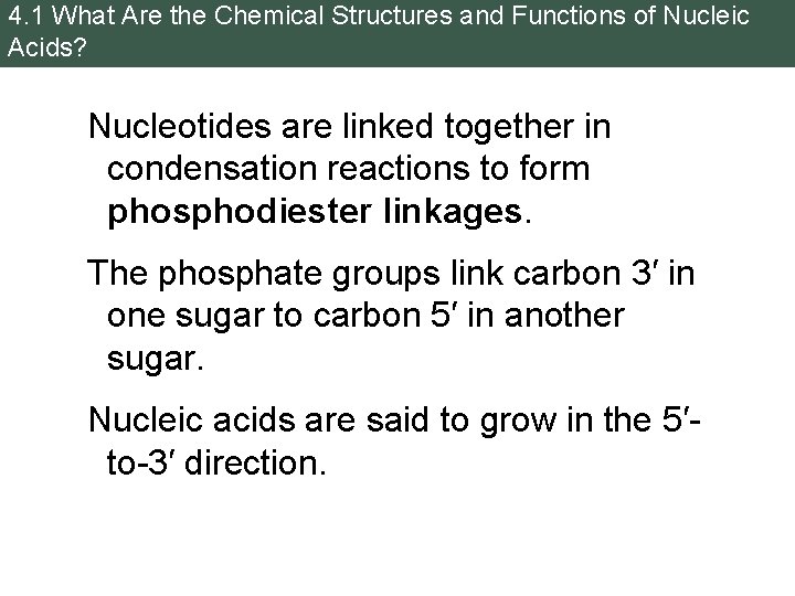 4. 1 What Are the Chemical Structures and Functions of Nucleic Acids? Nucleotides are