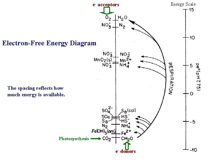 e- acceptors Electron-Free Energy Diagram The spacing reflects how much energy is available. Photosynthesis