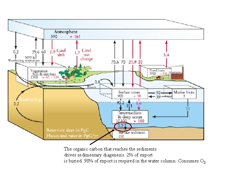 The organic carbon that reaches the sediments drives sedimentary diagenesis. 2% of export is