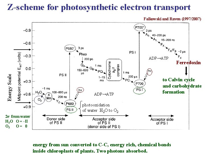 Z-scheme for photosynthetic electron transport Falkowski and Raven (1997/2007) Energy Scale ADP→ATP Ferredoxin to