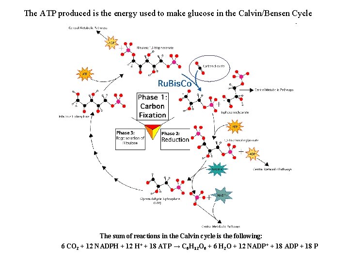 The ATP produced is the energy used to make glucose in the Calvin/Bensen Cycle