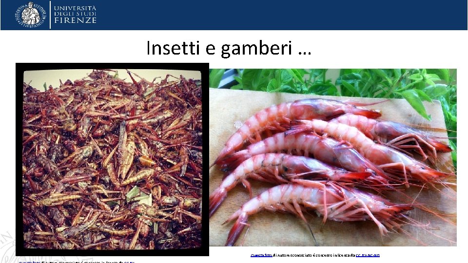 Insetti e gamberi … Questa foto di Autore sconosciuto è concesso in licenza da