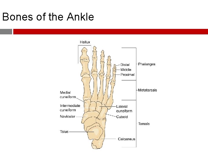 Bones of the Ankle 