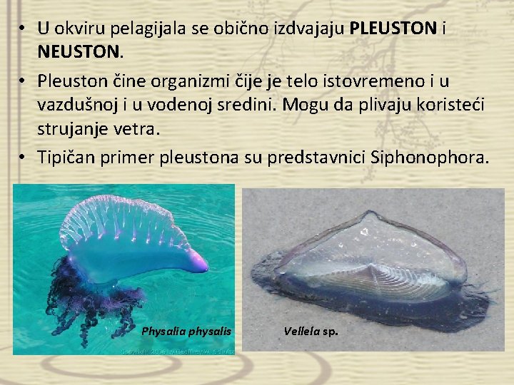  • U okviru pelagijala se obično izdvajaju PLEUSTON i NEUSTON. • Pleuston čine