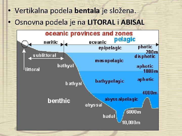 • Vertikalna podela bentala je složena. • Osnovna podela je na LITORAL i • Vertikalna podela bentala je složena. • Osnovna podela je na LITORAL i