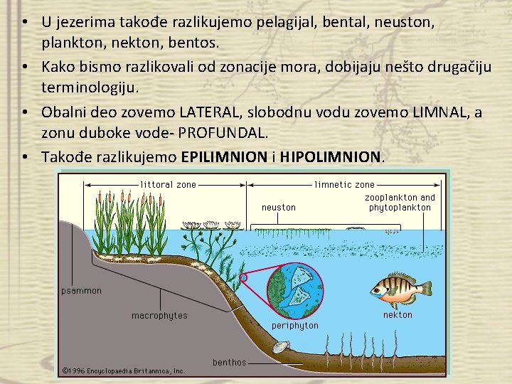  • U jezerima takođe razlikujemo pelagijal, bental, neuston, plankton, nekton, bentos. • Kako