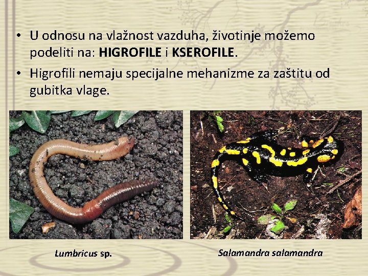  • U odnosu na vlažnost vazduha, životinje možemo podeliti na: HIGROFILE i KSEROFILE.