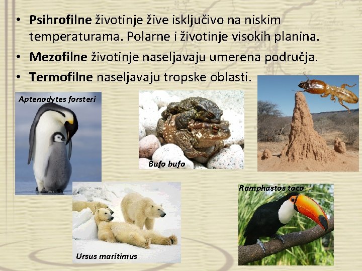  • Psihrofilne životinje žive isključivo na niskim temperaturama. Polarne i životinje visokih planina.