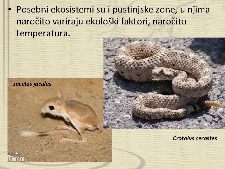  • Posebni ekosistemi su i pustinjske zone, u njima naročito variraju ekološki faktori,