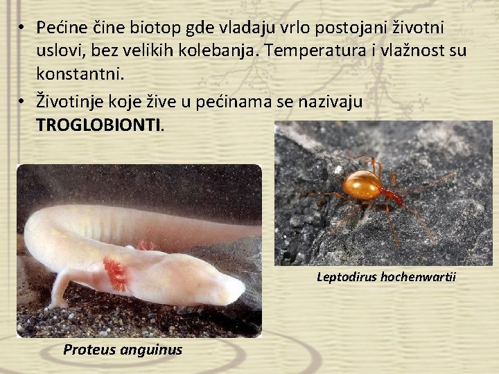  • Pećine čine biotop gde vladaju vrlo postojani životni uslovi, bez velikih kolebanja.