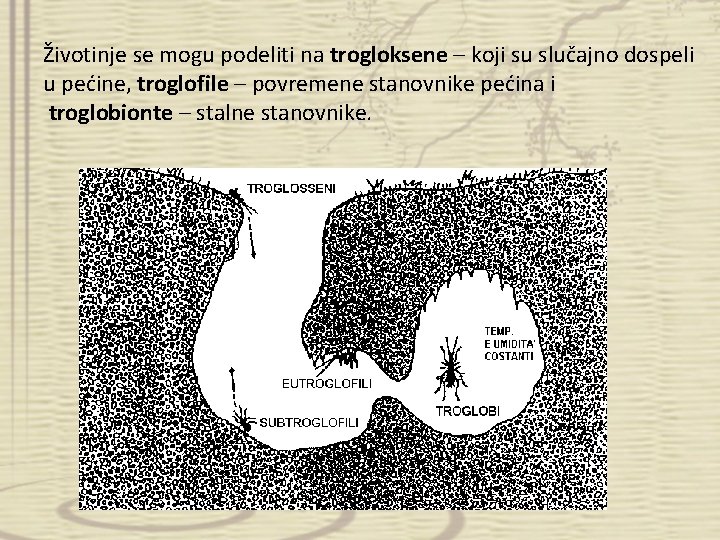 Životinje se mogu podeliti na trogloksene – koji su slučajno dospeli u pećine, troglofile