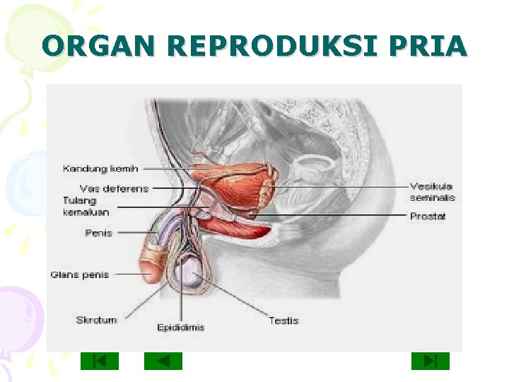 Bahan Ajar Biologi Kelas Ix Sistem Reproduksi Manusia