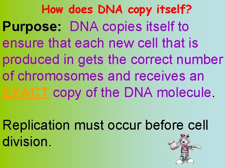 How does DNA copy itself? Purpose: DNA copies itself to ensure that each new