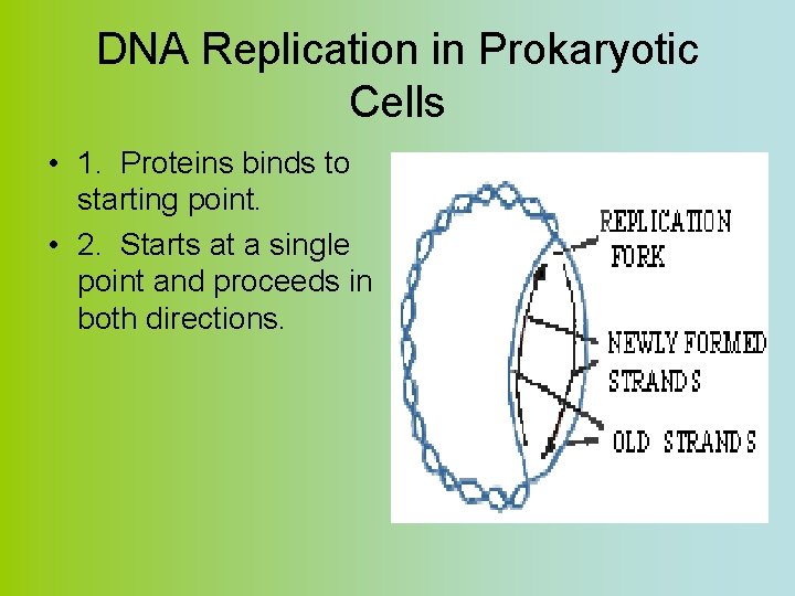 DNA Replication in Prokaryotic Cells • 1. Proteins binds to starting point. • 2.