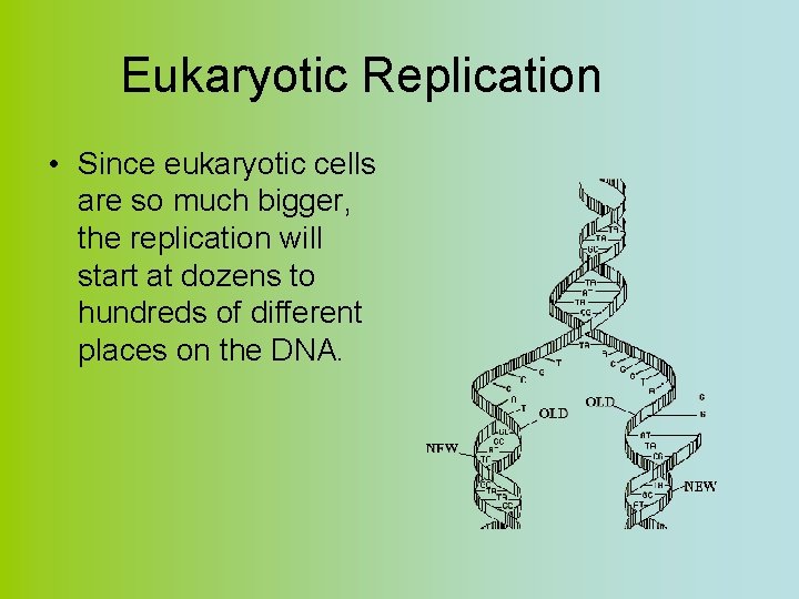 Eukaryotic Replication • Since eukaryotic cells are so much bigger, the replication will start