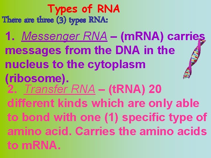 Types of RNA There are three (3) types RNA: 1. Messenger RNA – (m.
