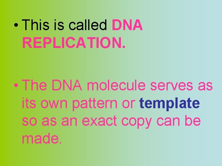  • This is called DNA REPLICATION. • The DNA molecule serves as its