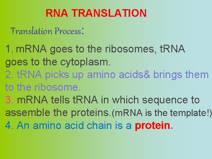 RNA TRANSLATION Translation Process: 1. m. RNA goes to the ribosomes, t. RNA goes