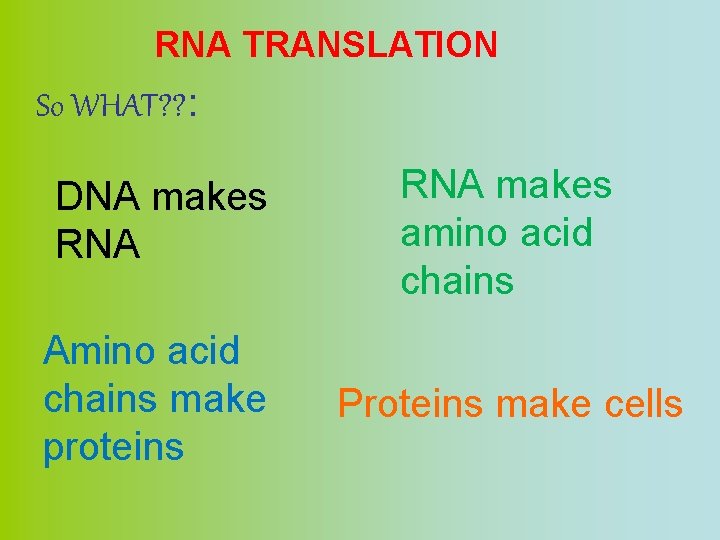 RNA TRANSLATION So WHAT? ? : DNA makes RNA makes amino acid chains Amino