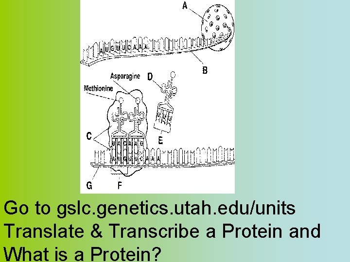 Go to gslc. genetics. utah. edu/units Translate & Transcribe a Protein and What is