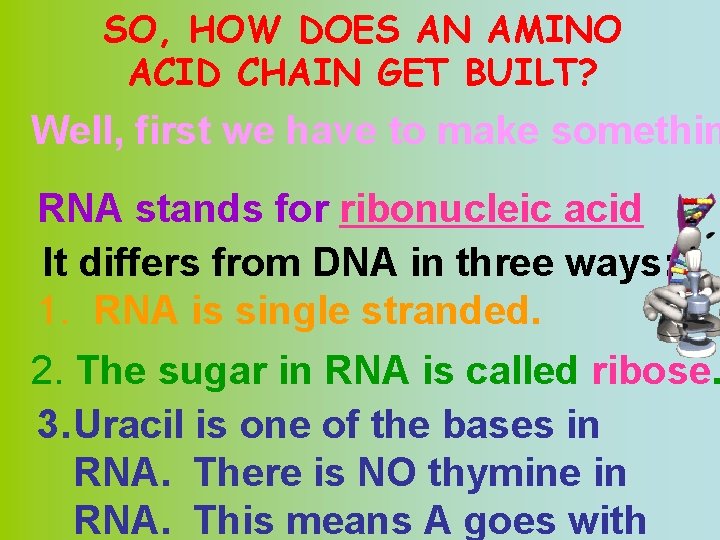 SO, HOW DOES AN AMINO ACID CHAIN GET BUILT? Well, first we have to