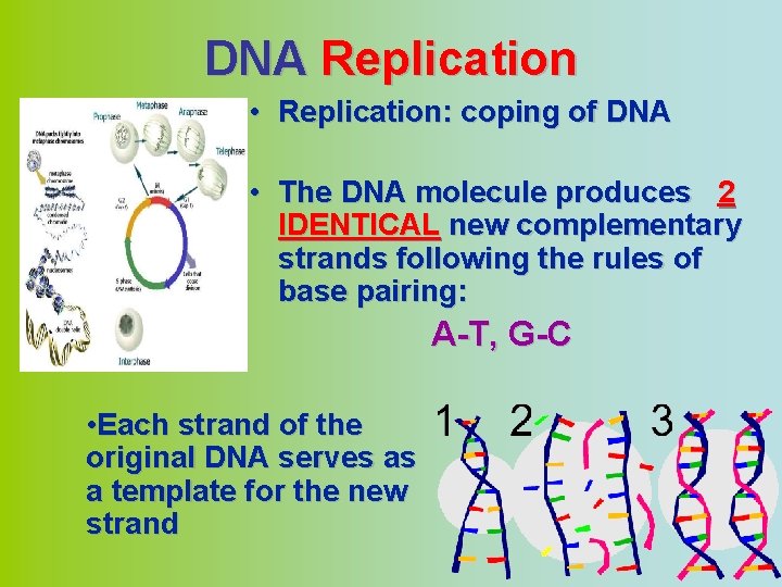 DNA Replication • Replication: coping of DNA • The DNA molecule produces 2 IDENTICAL