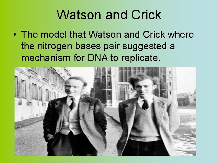 Watson and Crick • The model that Watson and Crick where the nitrogen bases