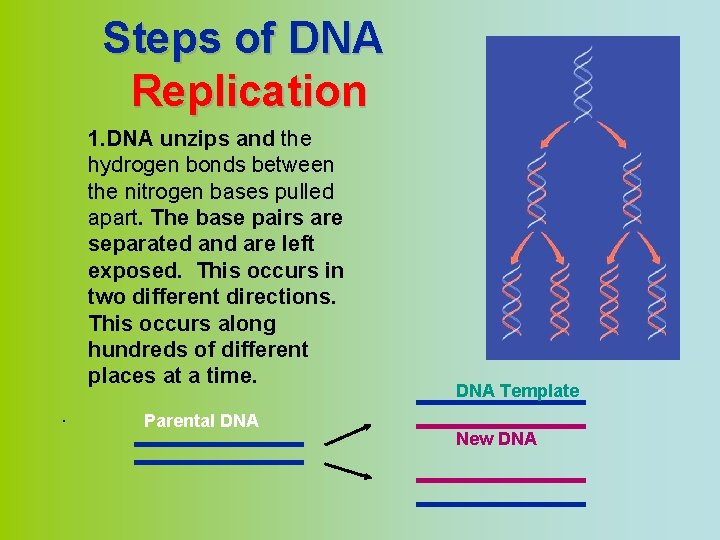 Steps of DNA Replication 1. DNA unzips and the hydrogen bonds between the nitrogen