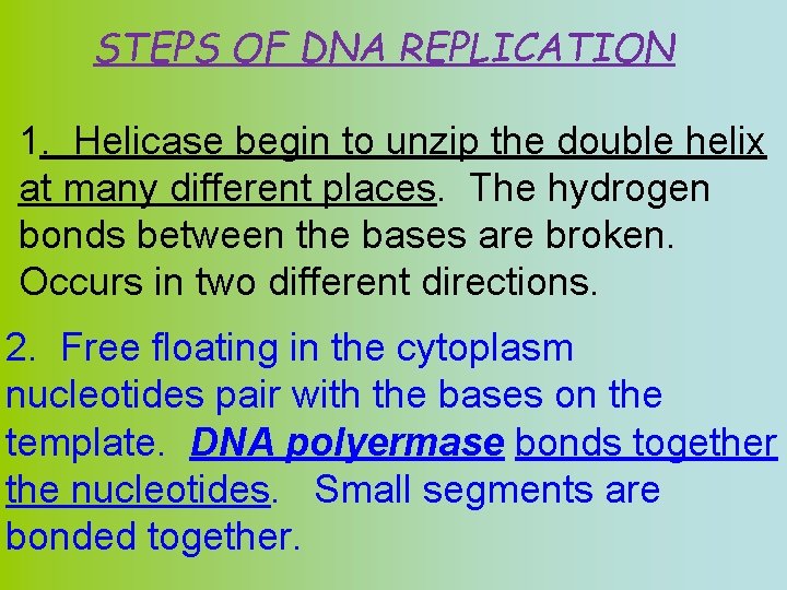 STEPS OF DNA REPLICATION 1. Helicase begin to unzip the double helix at many