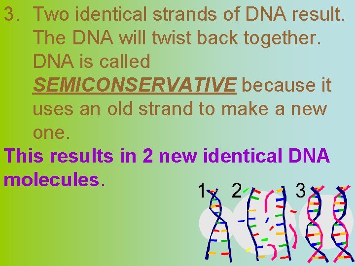 3. Two identical strands of DNA result. The DNA will twist back together. DNA
