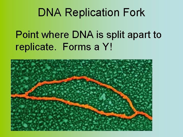 DNA Replication Fork Point where DNA is split apart to replicate. Forms a Y!