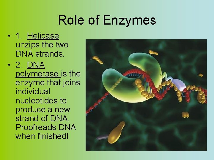 Role of Enzymes • 1. Helicase unzips the two DNA strands. • 2. DNA