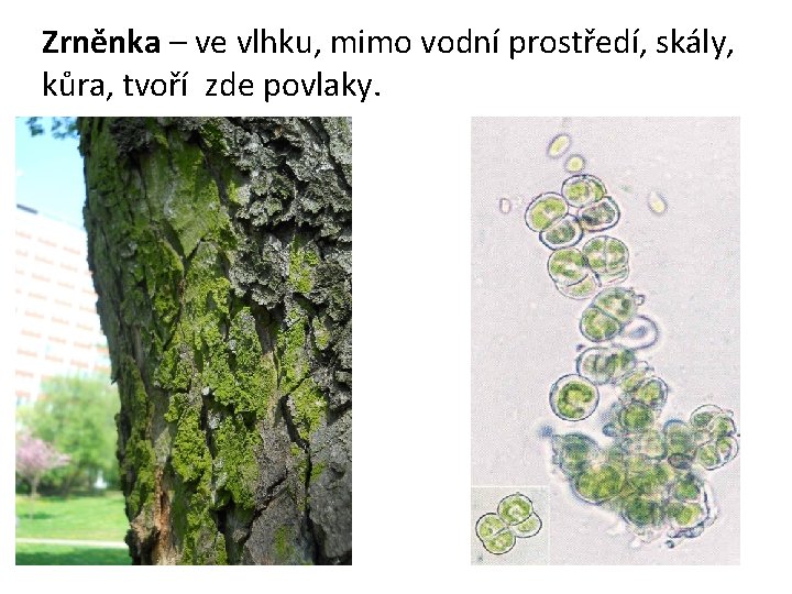 Zrněnka – ve vlhku, mimo vodní prostředí, skály, kůra, tvoří zde povlaky. 