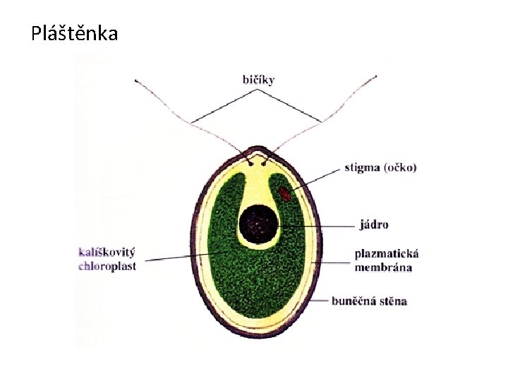 Pláštěnka 