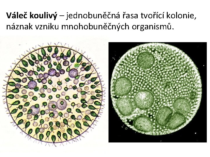 Váleč koulivý – jednobuněčná řasa tvořící kolonie, náznak vzniku mnohobuněčných organismů. 