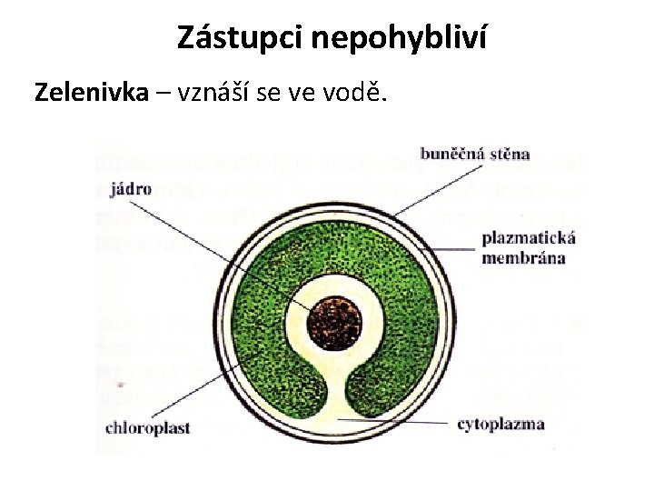 Zástupci nepohybliví Zelenivka – vznáší se ve vodě. 