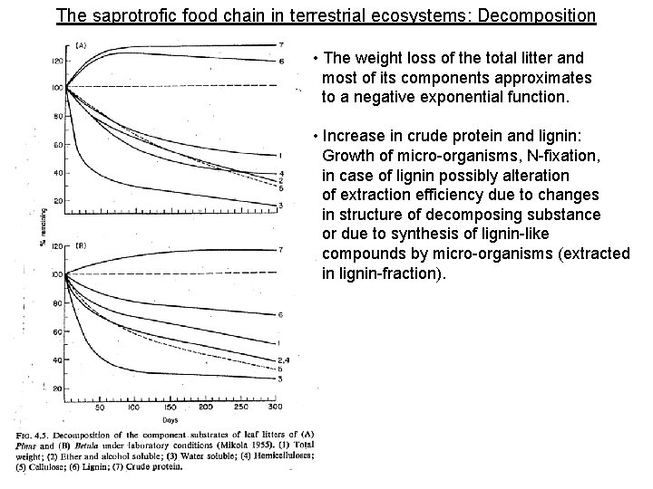 The saprotrofic food chain in terrestrial ecosystems: Decomposition • The weight loss of the